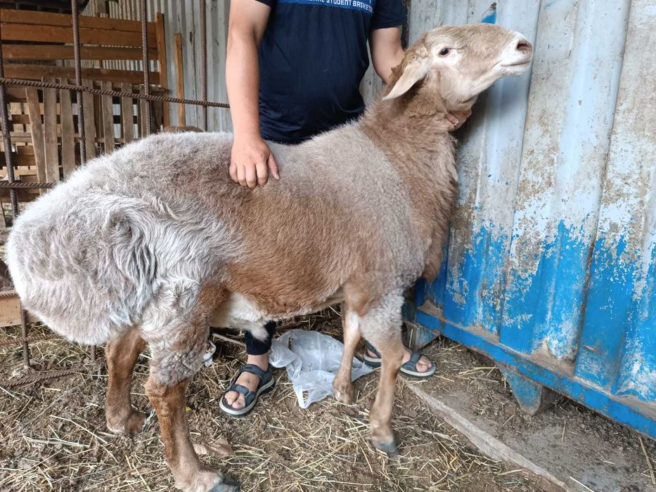 Продам Арашан-Гиссар (кашкары)