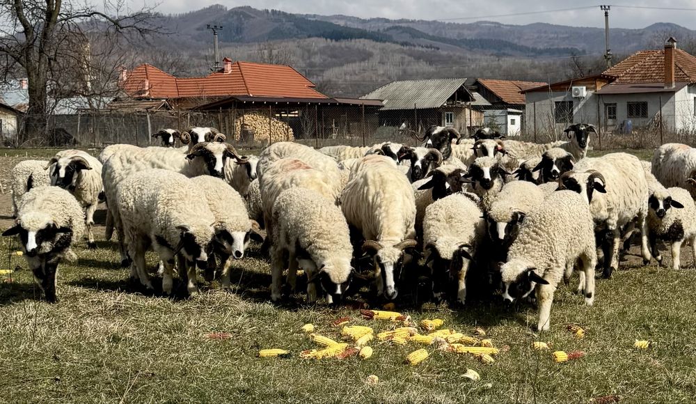 Miei și mieluțe breze de vânzare