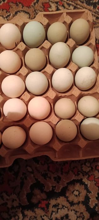 Яица инкубационные