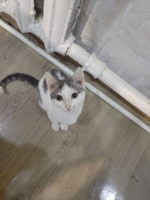 Отдам котёнка в хорошие руки