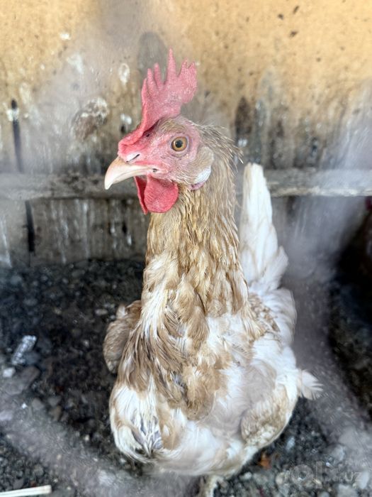 1 ta xoroz 8 ta tovuqmiya tuximga kirgan hammasi