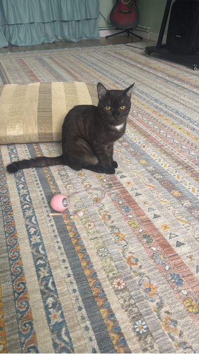 Срочно отдам котика 5 месяцев