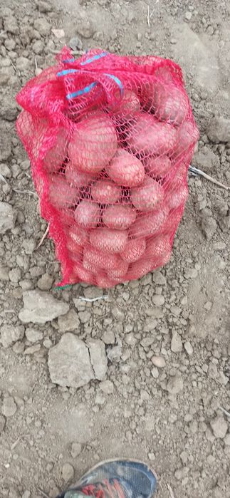 Cartofi pentru consum