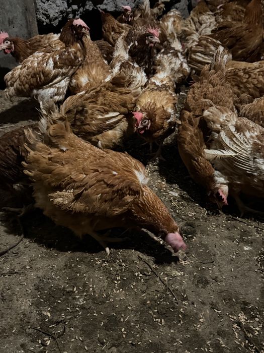 Ломан браун несушки