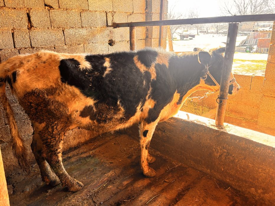 Сиыр бузауен кунажын екыншы тума