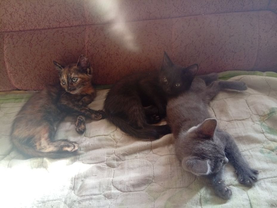Отдам котят в добрые руки.