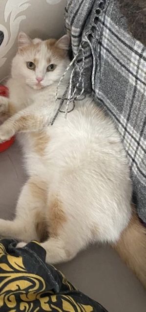 Котики в добрый дом