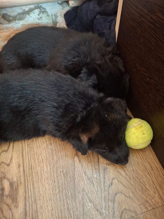 Немецкие овчарки