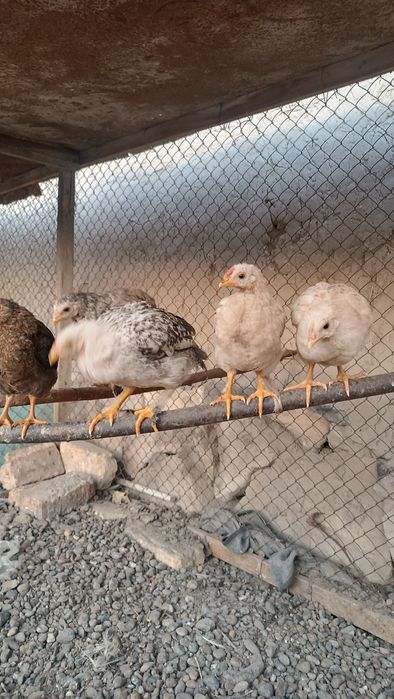 Xonaki 2 oylik jõjalar sotiladi.