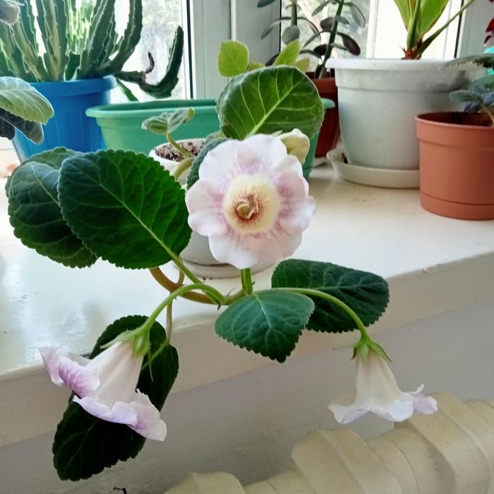 Продам глоксинии прост в уход