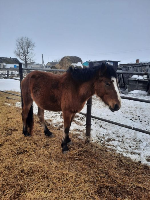 4 головы кобылы продаются