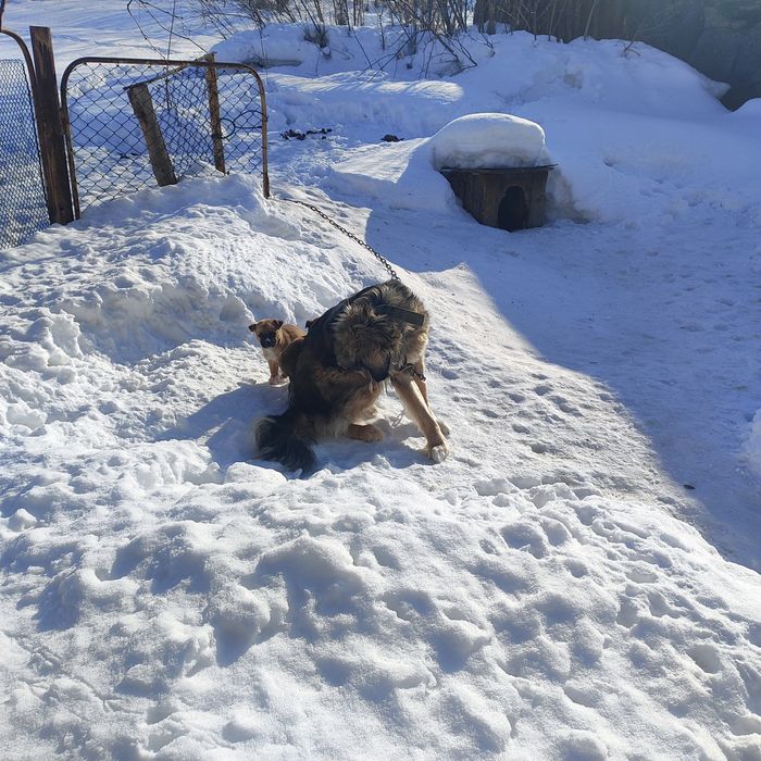 Отдам щенка в хорошие руки