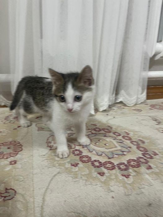 Котёнок в хорошие руки