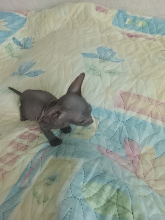 Котята породы донской сфинкс