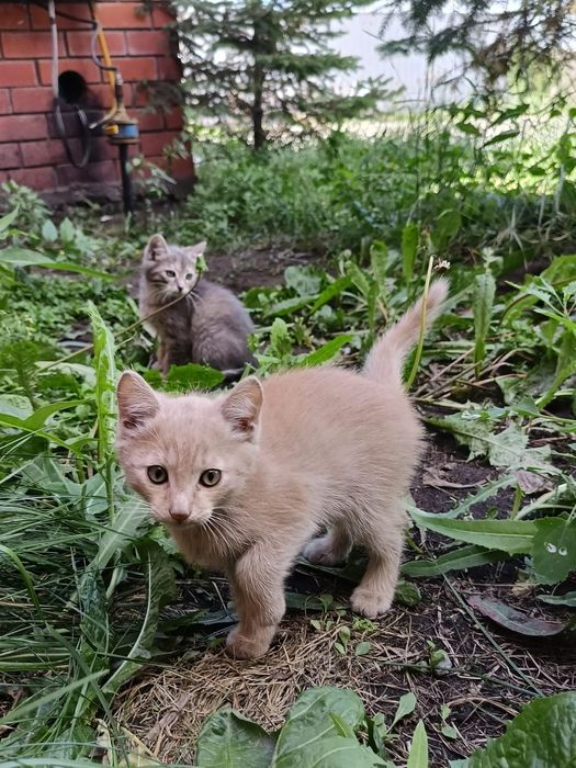 Котята, 2 месяца