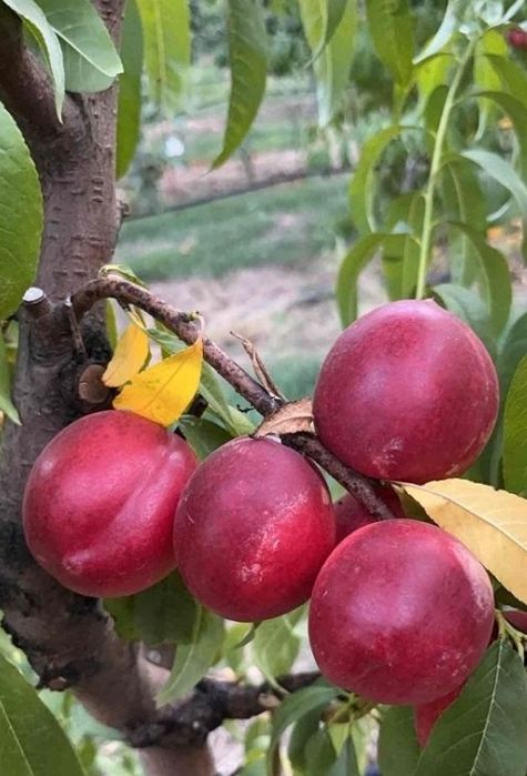 Nectarin (Soiul Venus )