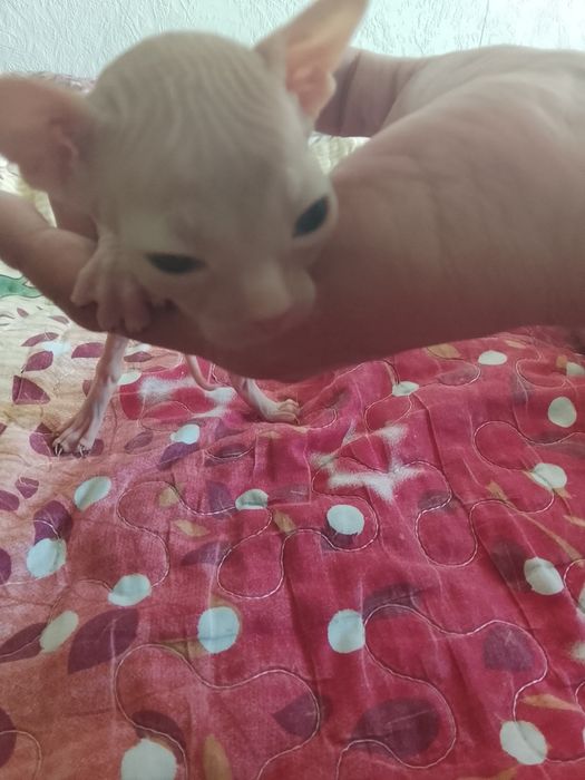 Котята породы донской сфинкс