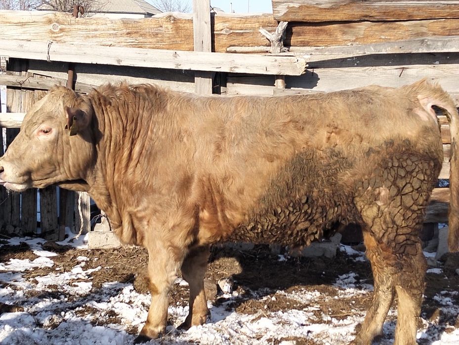 Продам бычка возраст 1,6 месяцев