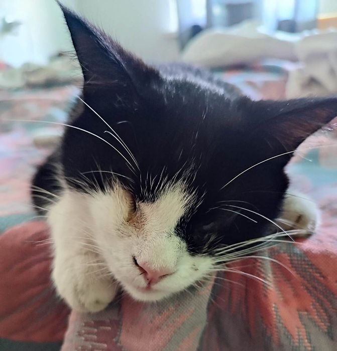 Пропал кот, слепой