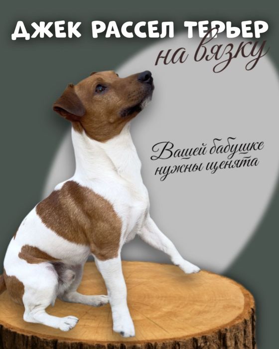 Джек Рассел Терьер на вязку