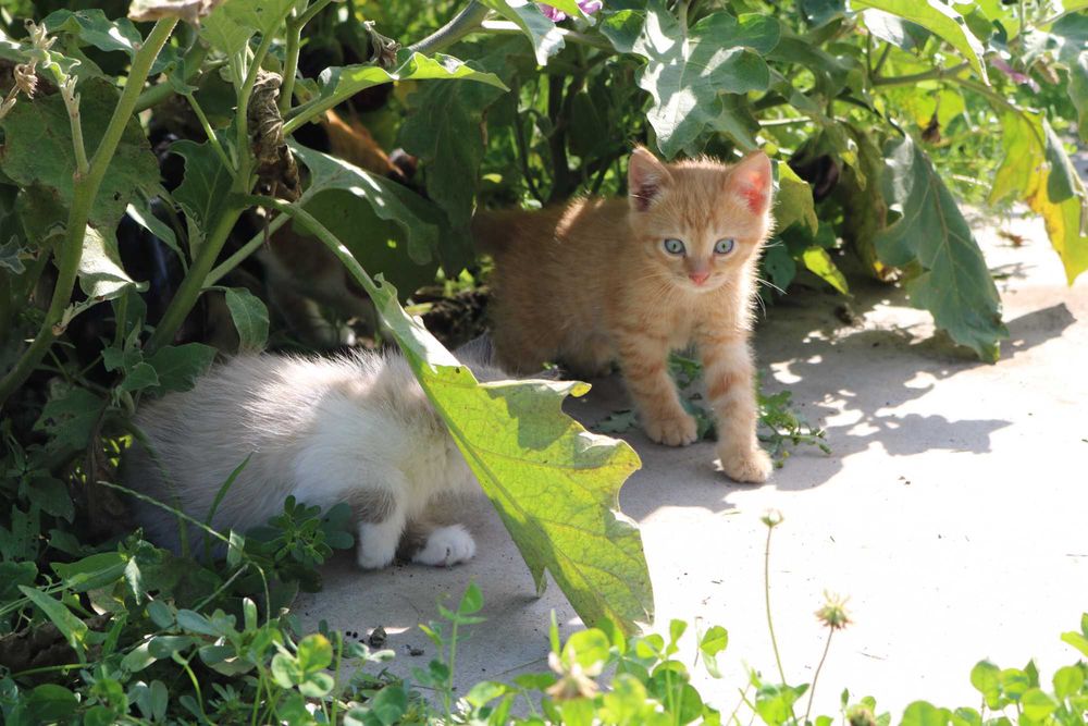 Котенок (мальчик) бесплатно