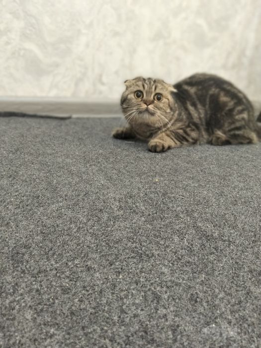 Продам кошку скотиш фолд