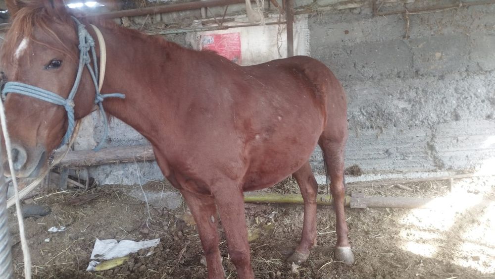 Бие сатылады семыз