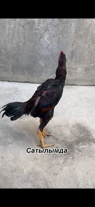 Наябрскии шөже сатылады