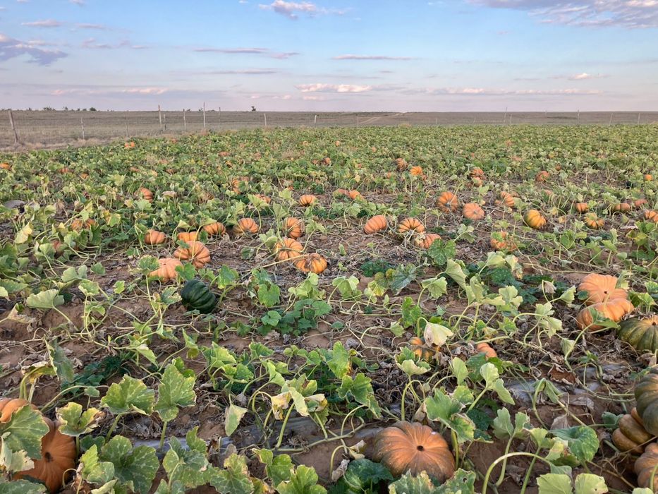 Продам домашнюю тыкву