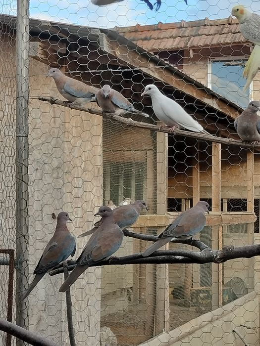 Fazani ,păuni , turturele ,papagali și rațe