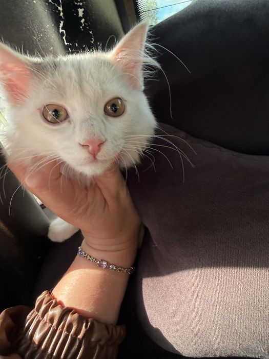 Котик бесплатно