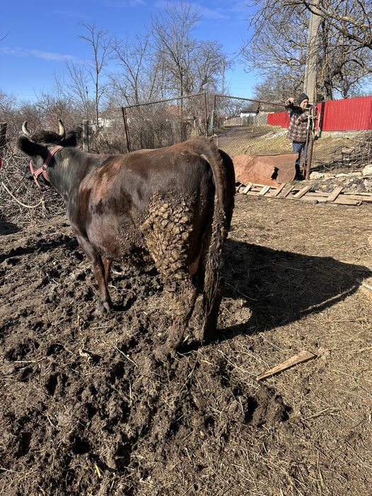 De vanzare detalii la telefon +40 (762) 757 749