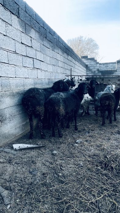 Семіз  қойлар сатылады