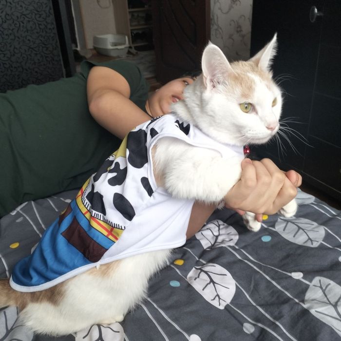 Даю кота в добрые руки