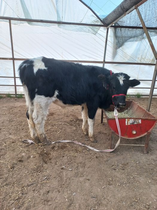 Бузок новос сотилади