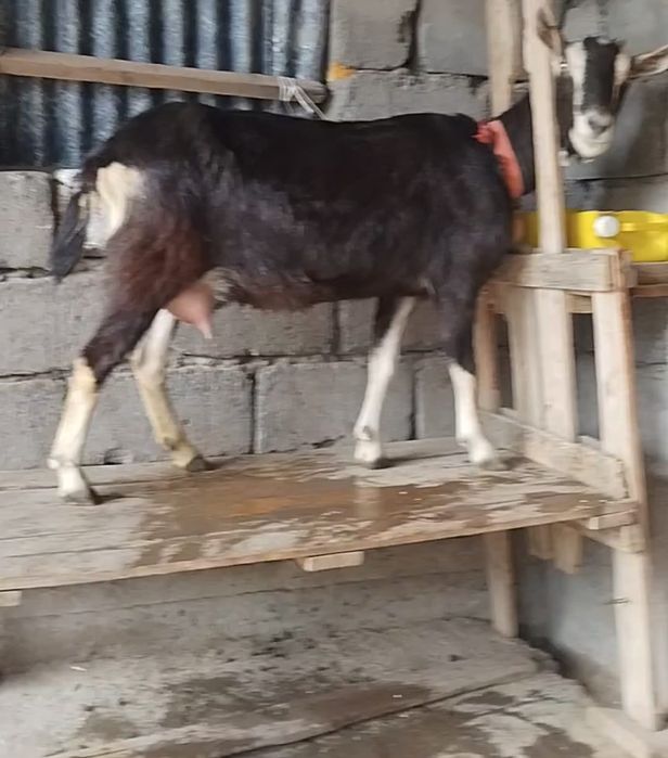 Альпийский сангу ешкі сатылады