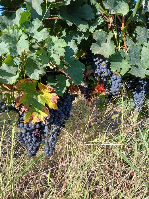 Vănd struguri merlot