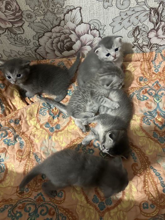 Шатлансикй мысыктар сатылады