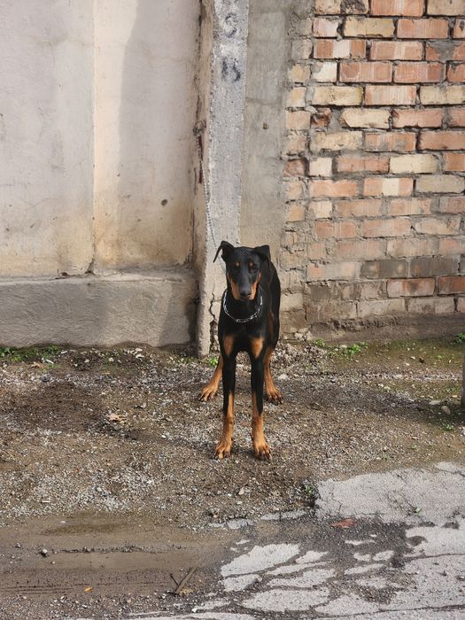 Продам собаку Доберман