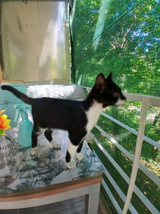 Подарява се котенце