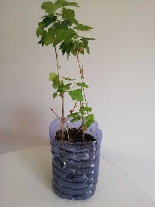 Мальва махровая, ирисы , дуб каштан, смородина, клубника