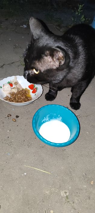 Кострированный котик ищет дом