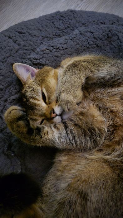 Шотландски (правоух) котарак