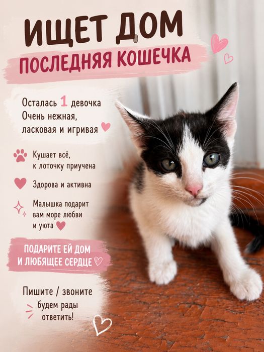 Отдам в добрые руки котёнка