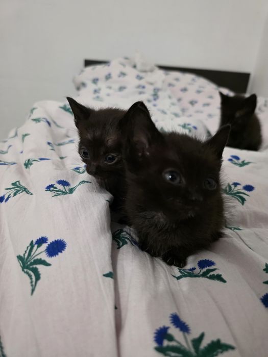 Котята в хорошие руки