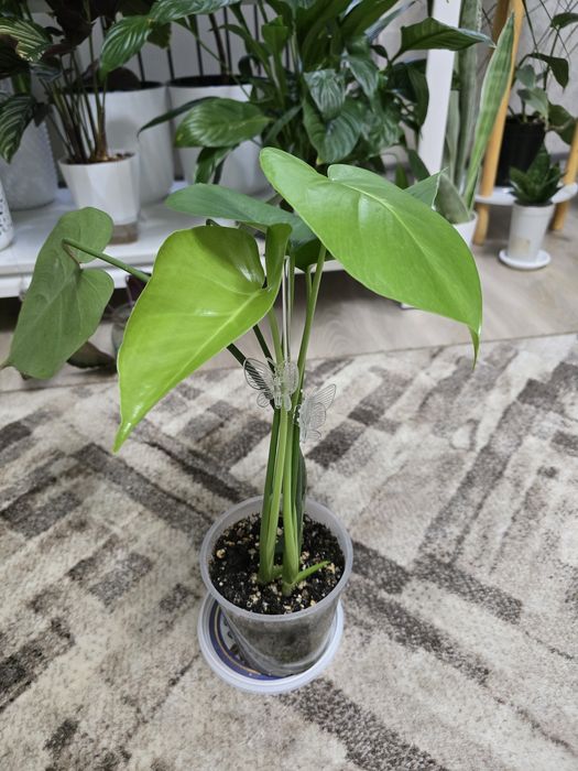 Монстера,2 роста в горшке.