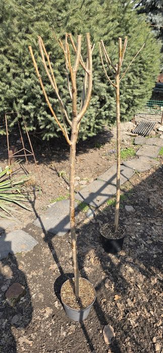 Продам дерево Сакура!