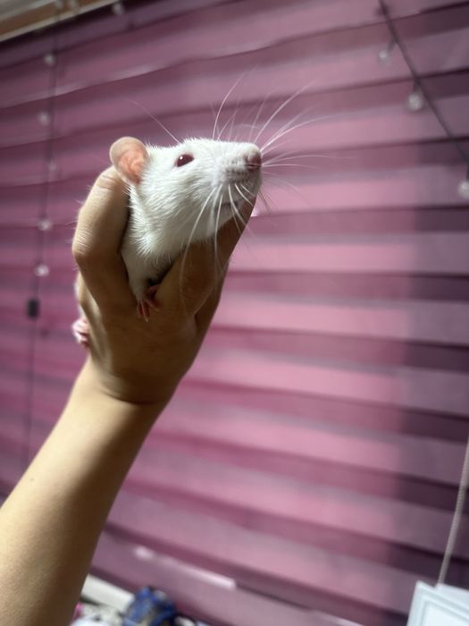 отдам крыс в хорошие руки