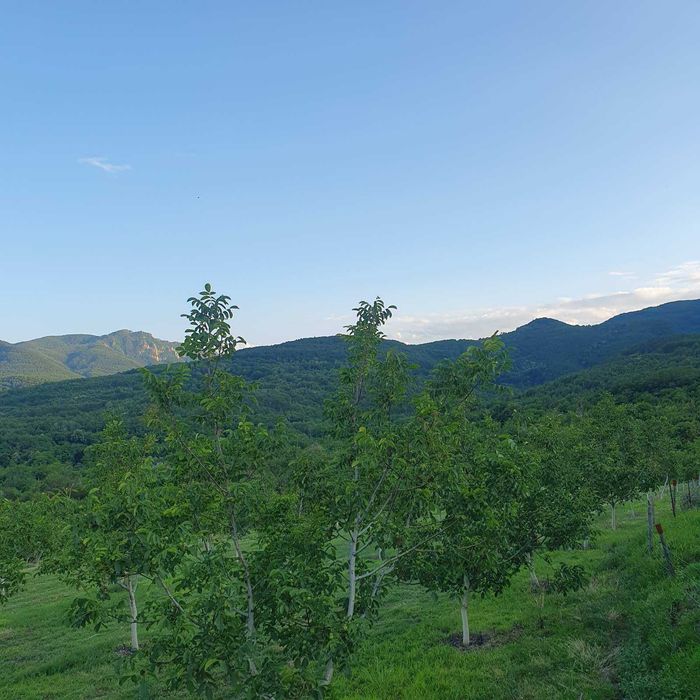 Продава се Земеделски имот в с. Горнослав, Област Пловдив за 4725 €/дка - Снимка #5