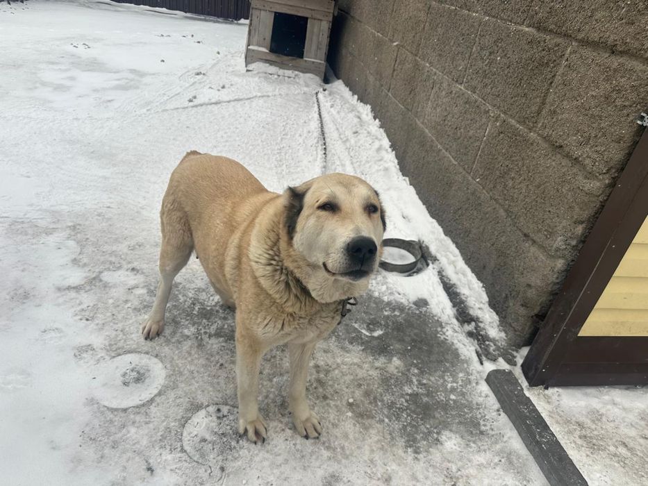 Щенки алабая